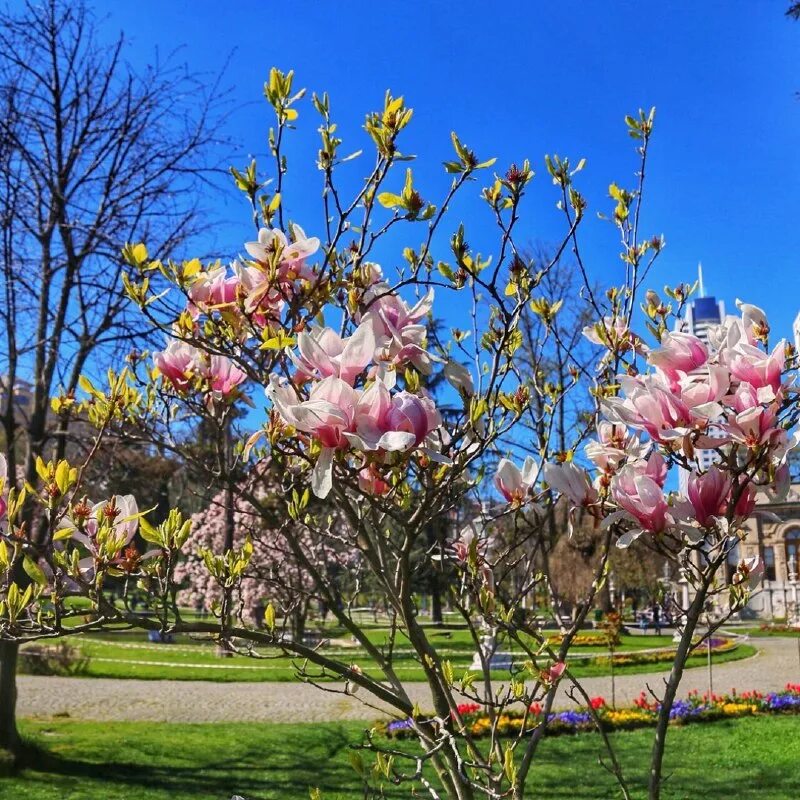 стамбул в апреле. весна в турции. стамбул в апреле. парк эмирган (г. стамбул в апреле 2022.