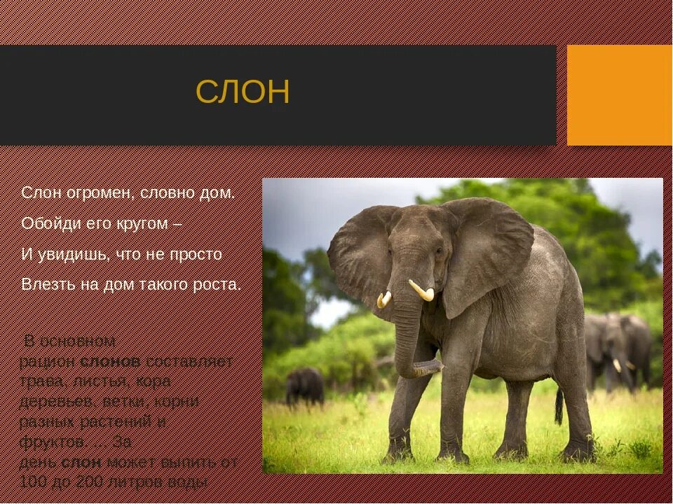 Стих про жаркие страны. Стих про жаркие страны