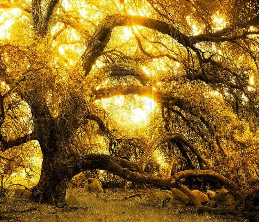 Закат золотит деревья старинной позолотой. Золотое дерево. Дерево золото. Дерево с золотыми листьями. Золотое дерево фэнтези.