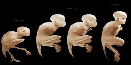 Танк химера в ворлд оф танк. Химера существо. Химера инфлюенс. Химера инфлюенс. Chimera uni радиатор.