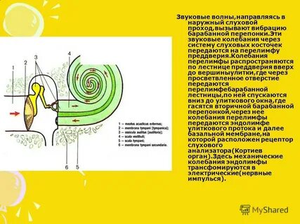 Последовательность звуковых колебаний к рецепторам органа