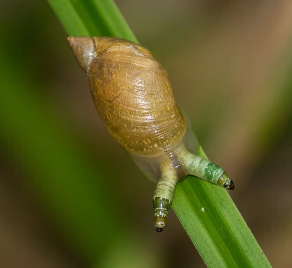 Улитка зараженная лейкохлоридий парадоксальный. Лейкохлоридий парадоксальный. Паразит лейкохлоридий. Лейкохлоридий парадоксальный. Паразит лейкохлоридий.