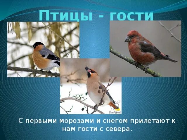 В гости к птицам. В гостях у птиц. Кормушка "синичка". В гостях у пернатых. Кормление птиц.