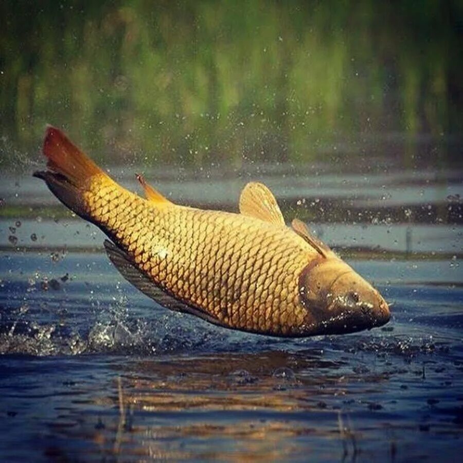 Сазан питание. Сазан (cyprinus carpio). карп (cyprinus carpio). сазан (= карп обыкновенный) – cyprinus carpio. сазан озерный.