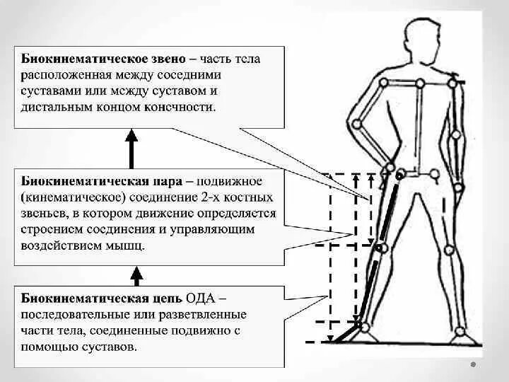 Вертикальное положение тела