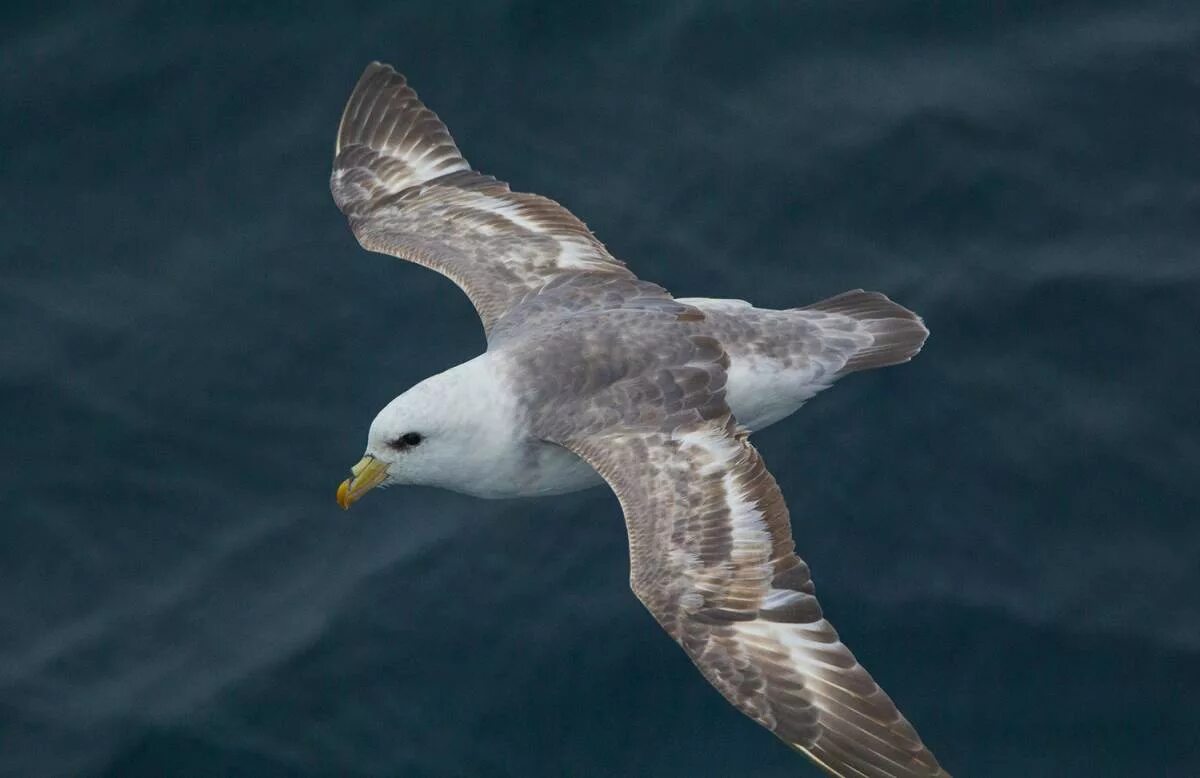 Птица глупыш. Глупыш (Fulmarus glacialis). Буревестник глупыш птица. Антарктический глупыш. Чайка глупыш.