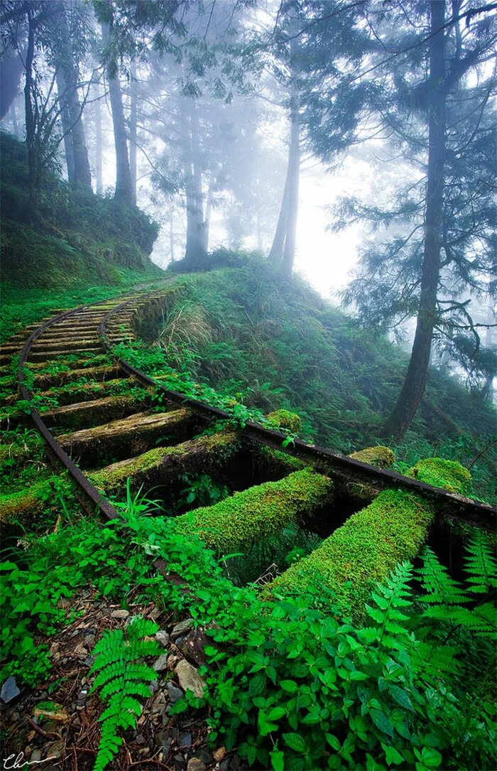 Невероятный лес. Оита Япония железная дорога в лесу. Мистический мховый лес Малайзия. Красивые места. Красивые Лесные места.