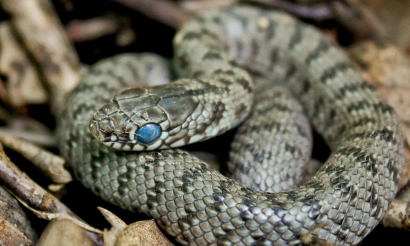 Тайваньский тонкохвостый полоз. Узкоголовая мамба змея. Змеиный выползок. Линька змеи. Atheris squamigera.