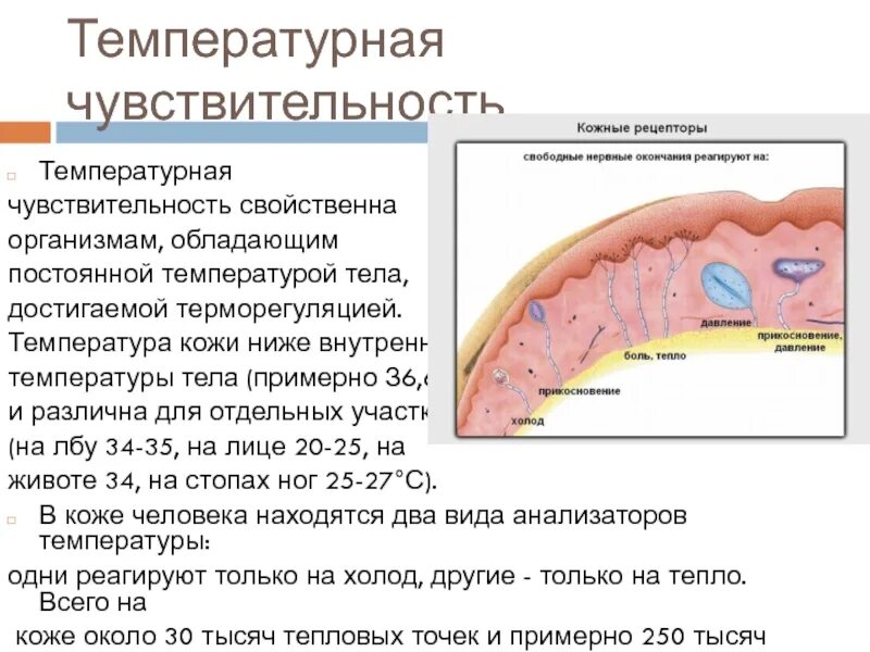 Температурная чувствительность. Температурная чувствительность кожи. Температурная чувствительность человека. Рецепторы температурной чувствительности. Чувствительный к холоду ответ