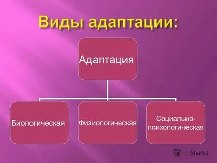 Наиболее краткой по времени протекания является адаптация