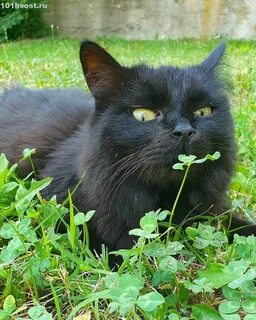 Йоркская шоколадная кошка