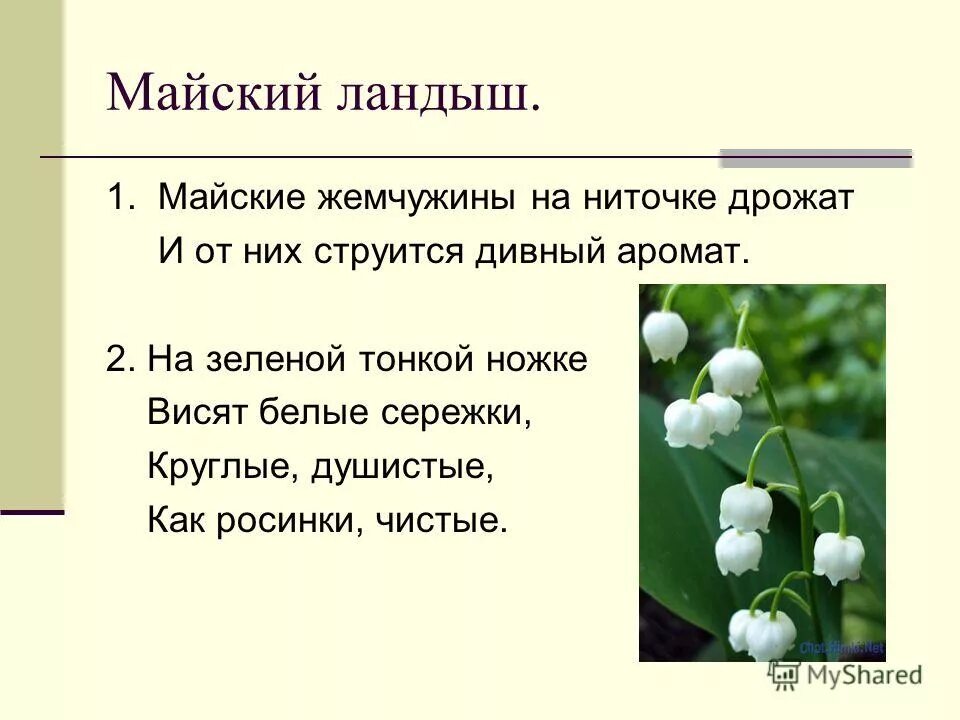 Ландыши цветут. О ландышах в публицистическом стиле. Легенда о появлении ландышей. Расцвели ландыши это предложение. Ландыши текст.