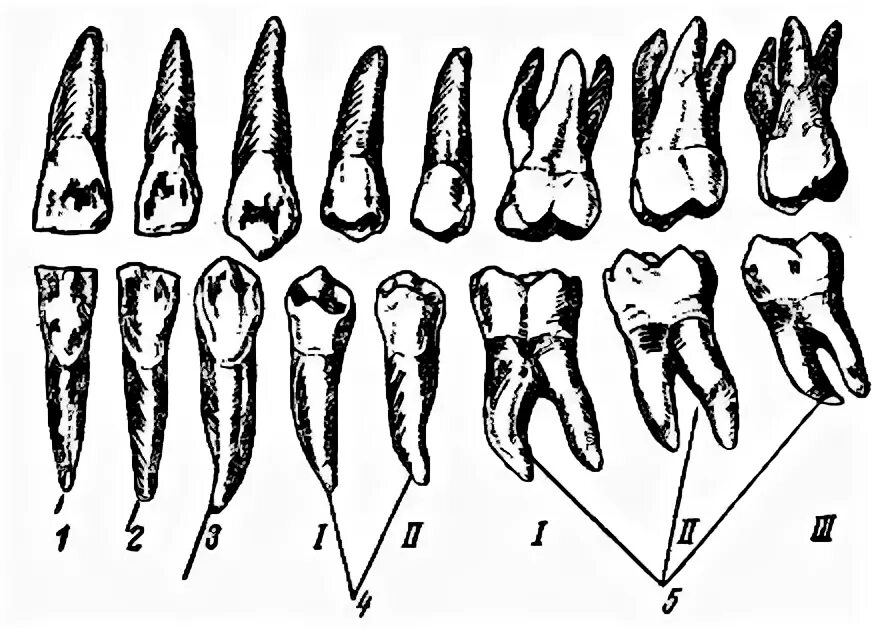 подпишите типы зубов изображенных на рисунке. латеральный резец верхней челюсти анатомия. формы зубов биология 8 класс. резцы клыки премоляры моляры. клык 3 буквы.