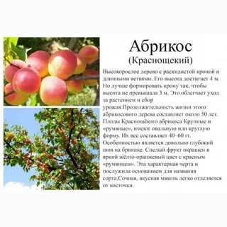 Свойство абрикосов