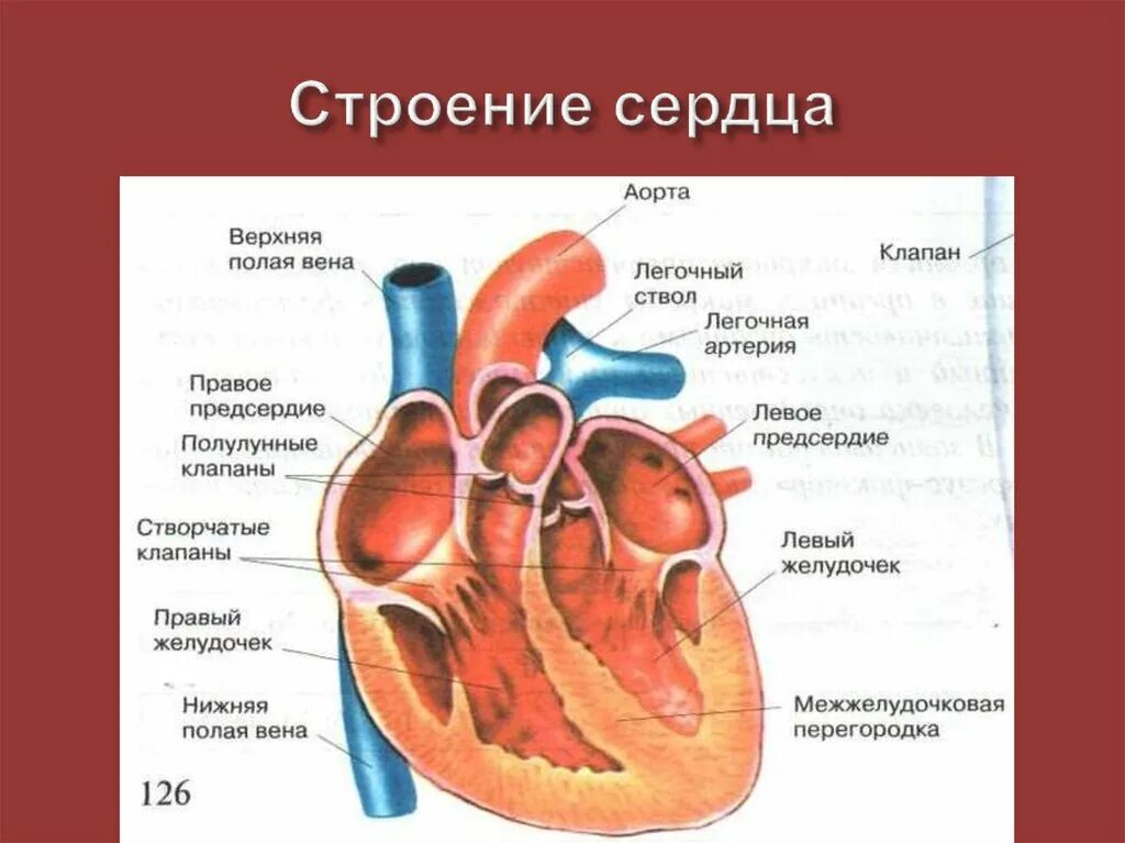 Сердечная строение и функции. Строение сердца биология 8 кл. Строение сердца учебник 8 класса биология. Сердце строение и функции. Сердце человека биология 8 класс.