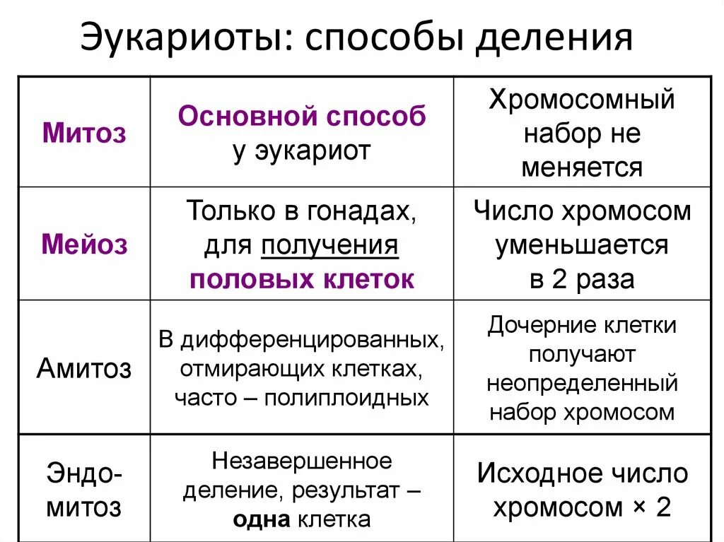 Типы деления клеток 3 типа. Основные типы деления эукариотических клеток кратко. Основные типы деления клеток эукариот. Способы деления эукариотических клеток. Способы деления клетки эукариот.