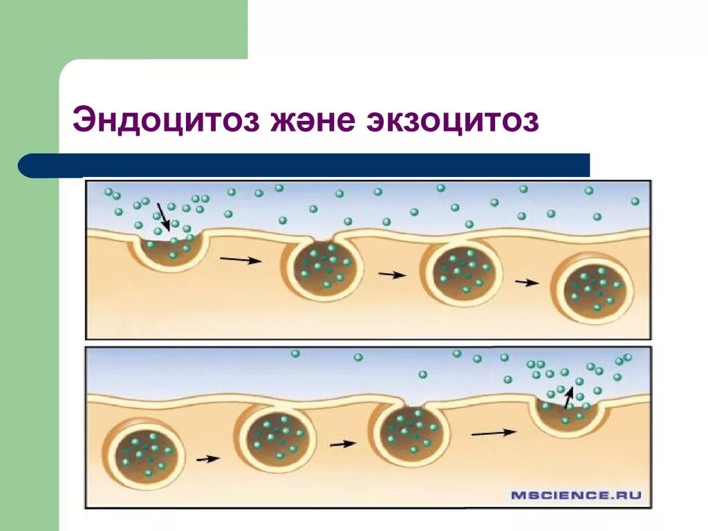 Установить последовательность эндоцитоза. Фагоцитоз и эндоцитоз. Фагоцитоз пиноцитоз эндоцитоз экзоцитоз. Схема эндоцитоза и экзоцитоза. Экзоцитоз это физиология.