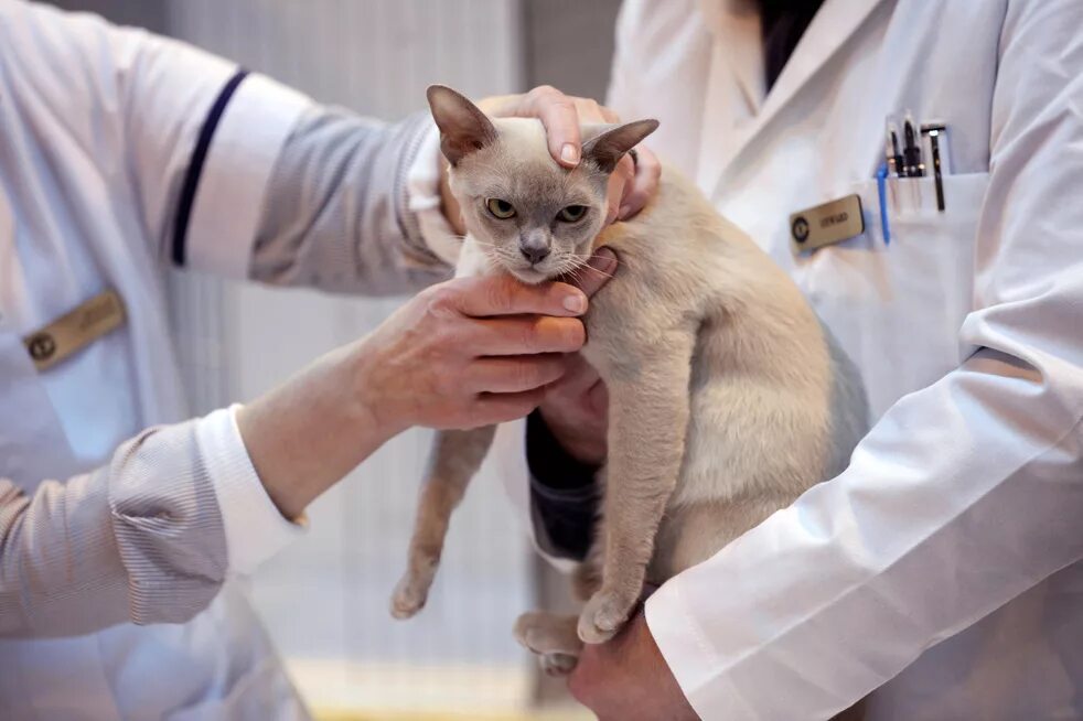 Как понять что у кота бешенство