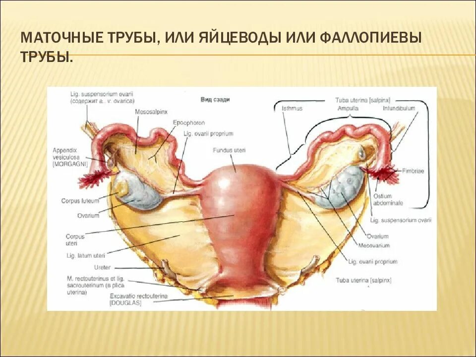 Связки матки топографическая анатомия. Топографическая анатомия матки и придатков. Строение органов таза у женщины. Матка с придатками анатомия