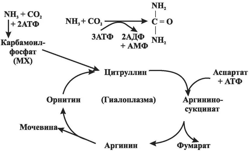 Источники образования аммиака в организме биохимия. Синтез мочевины биохимия. Схема синтеза мочевины орнитиновый цикл. Реакция обезвреживания аммиака биохимия реакции. Орнитиновый цикл реакции