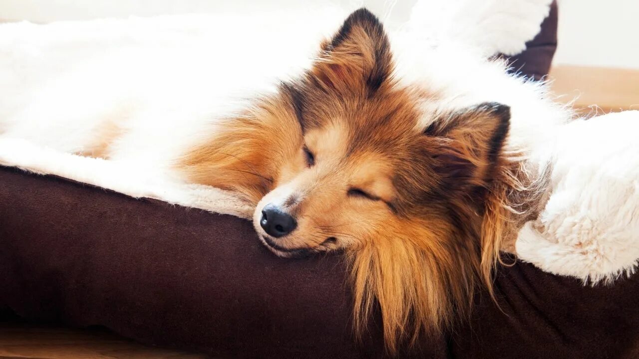 Немецкая овчарка в постели. Немецкая овчарка дома. Спящая собака шелти. Собака закрыла глаза лапами. Овчарка спит фото.