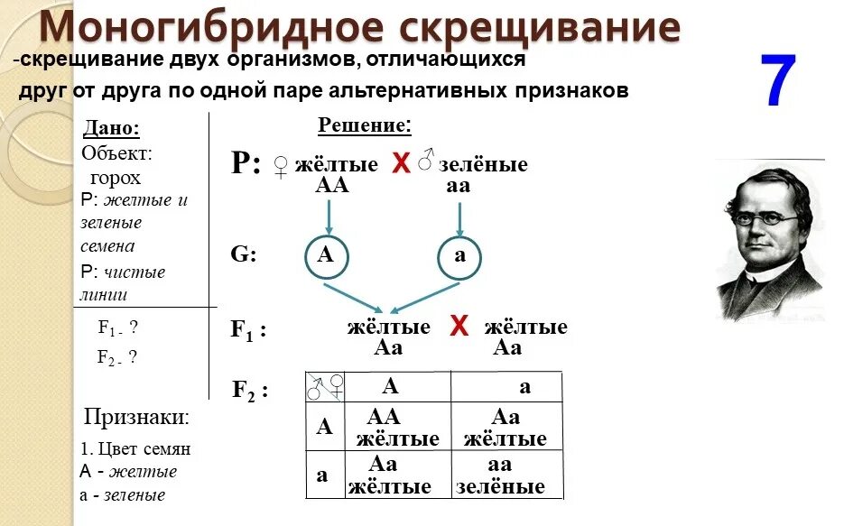 Моногибридное скрещивание генотип и фенотип. Моногибридное скрещивание 2 законы Менделя задачи. Моногибридное скрещивание 1:2:1. Генетические задачи по биологии 10 класс моногибридное скрещивание.