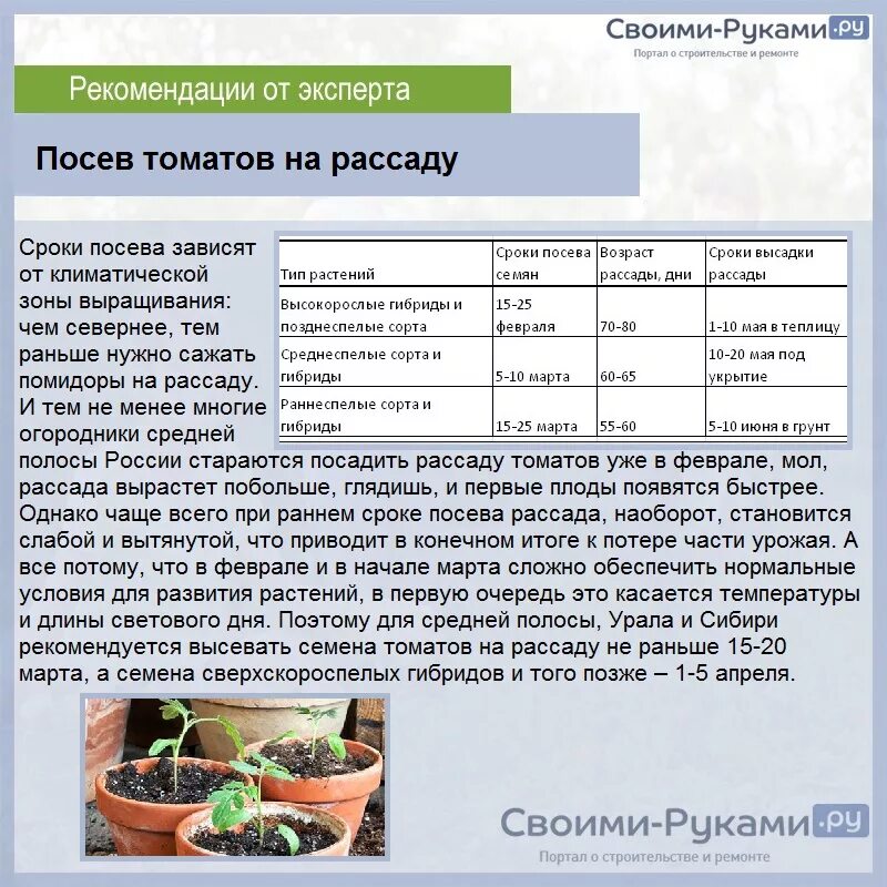 Посев томатов на рассаду чем обработать семена. Рассада в теплице томатов томатов. Срок высадки томатов на рассаду. Сроки посева помидор на рассаду. Сроки посева томатов на рассаду.