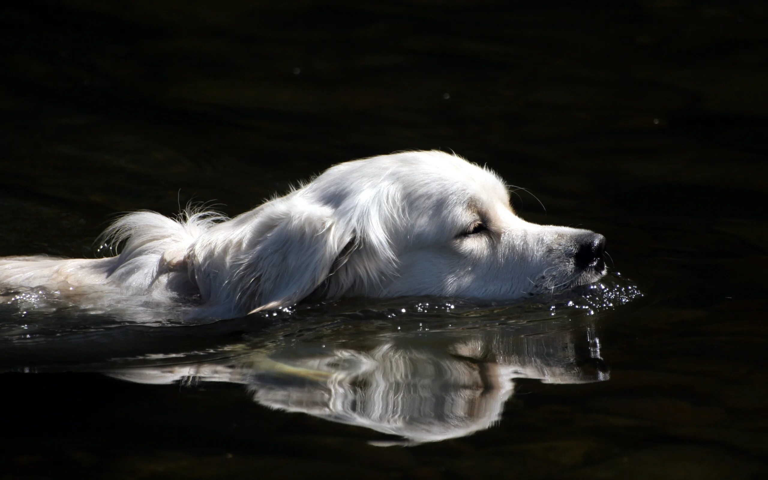 Вода щенки