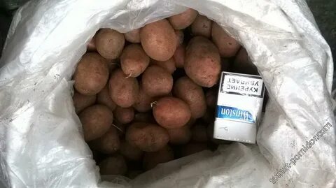 Сорт картофеля кумач