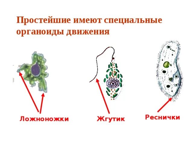 Органы движения. Органоиды движения протистов. Органоиды движения простейших. Органоиды передвижения простейших. Органоиды движения псевдоподии.