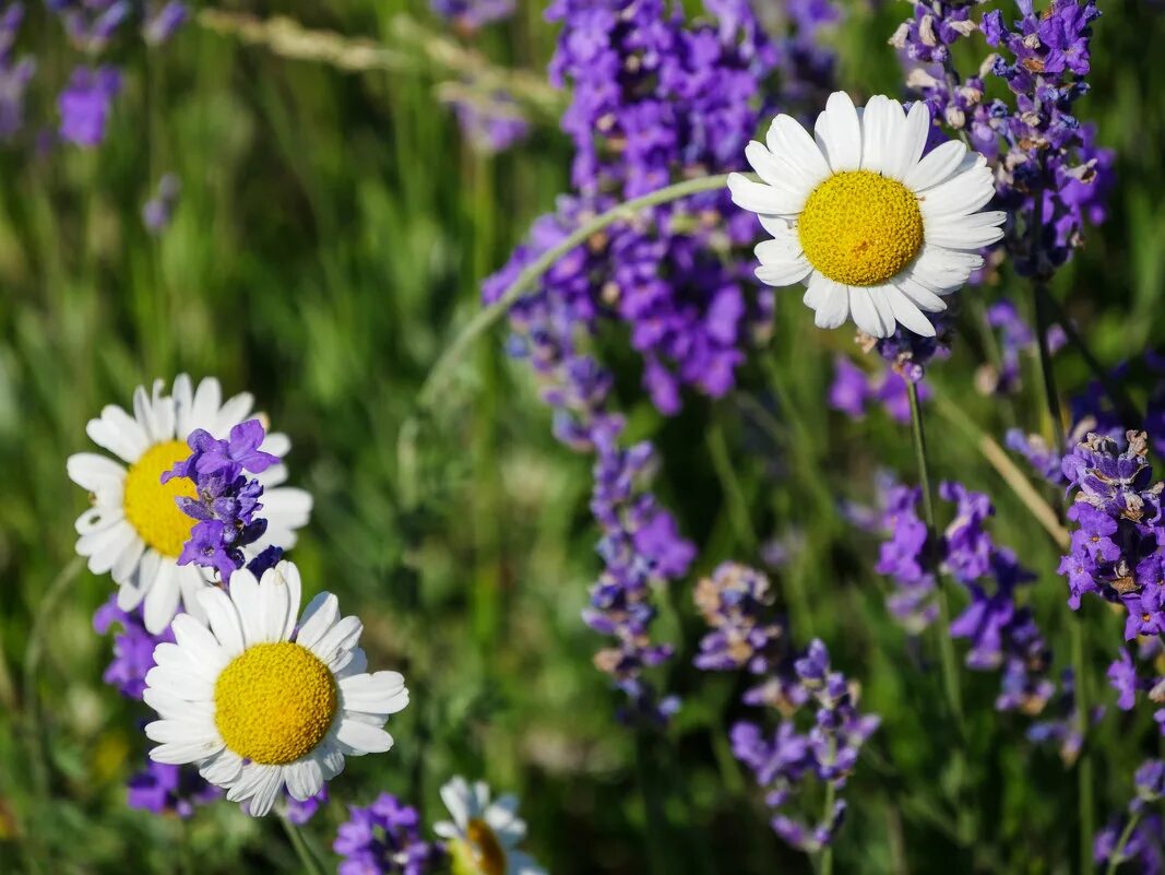 Ромашка и лаванда. Ромашки и лаванда. Букет лаванды и ромашек в поле. Ромашка и лаванда. Ромашки и лаванда.