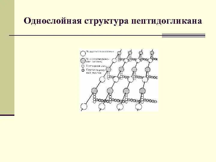 Строение пептидогликана клеточной стенки. Структура клеточной стенки пептидогликана. Строение пептидогликана бактерий микробиология. Структура пептидогликана грамположительных бактерий.