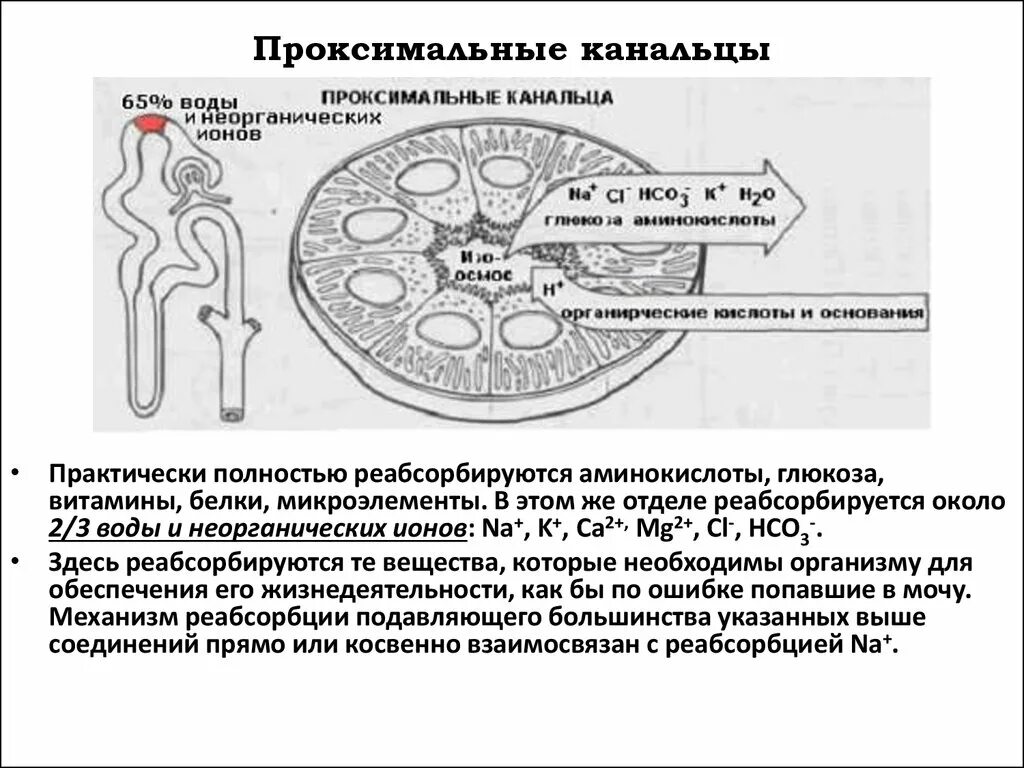 Интерстиций почки. Проксимальный каналец почки биохимия. Интерстиций почки гистология. Канальцы и интерстиций почки. Почка строение интерстиций.