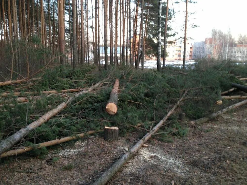 Вырубка деревьев в городах. Сосновый бор ярославль лес. в ярославле вырубают сосновый бор. вырубка лесов в ярославле. вырубка михайловского леса ярославль.