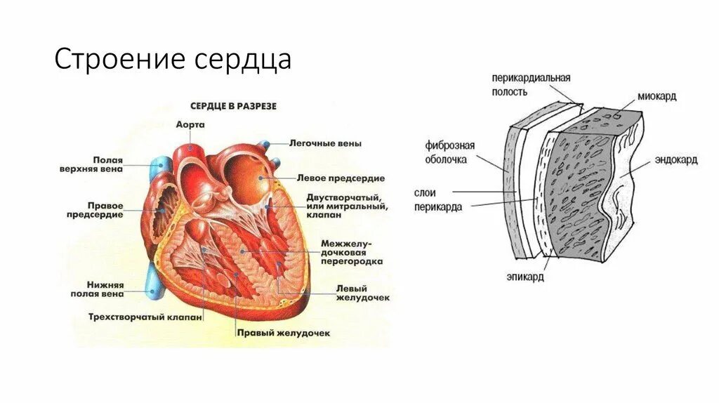 Стенки предсердий и желудочков. Сердце желудочки и предсердия клапаны. Предсердие функции строение. Особенности строения левого предсердия. Строение сердца правое и левое предсердие.