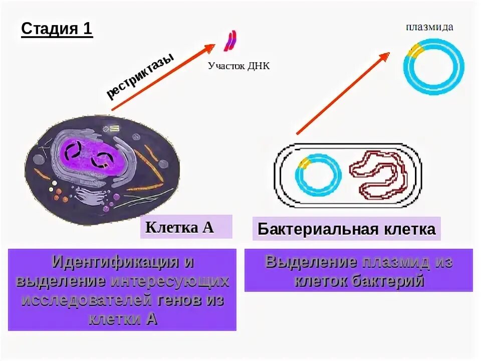 Исследователь трансформировал клетки бактерий плазмидой содержащей ген. Плазмиды нахождение в бактериальных клетках. Плазмида бактериальной клетки. Плазмиды бактериальной клетки. Введение плазмид в бактериальные клетки.