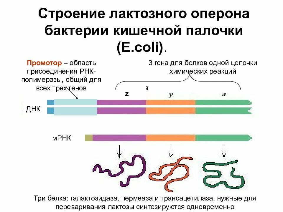 Строение генов эукариот. Оперон кишечной палочки. строение гена оперон. строение лактозного оперона кишечной палочки. схема строения лактозного оперона кишечной палочки.