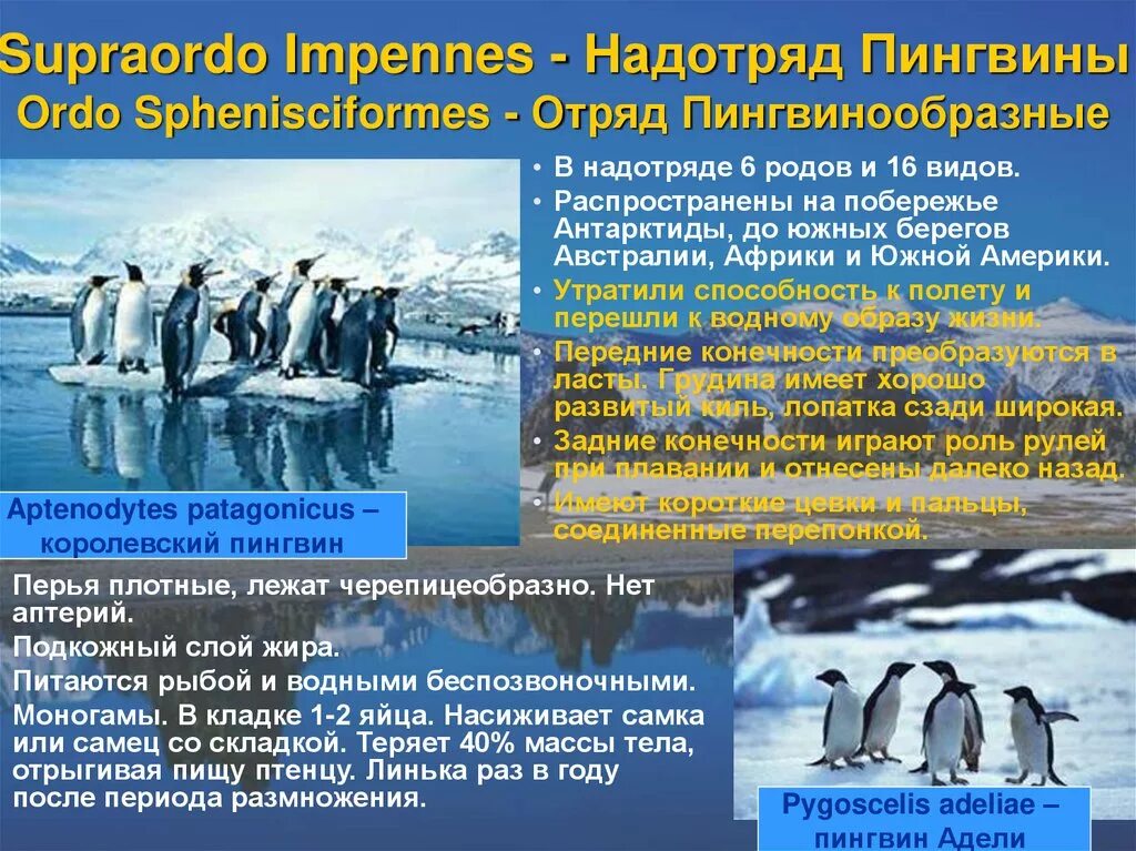 Тип развития субантарктического пингвина
