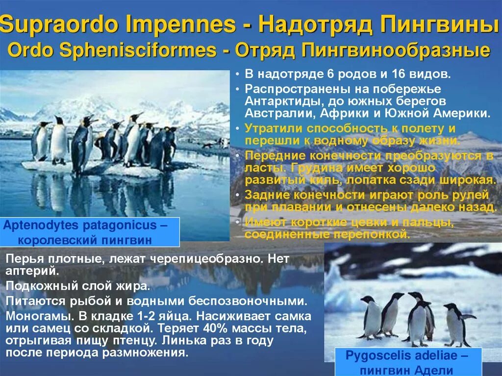 Надотряд пингвины. Представители надотряда пингвинов. Общая характеристика пингвинов. Характеристика надотряда пингвины. Какой тип развития характерен для субантарктического пингвина