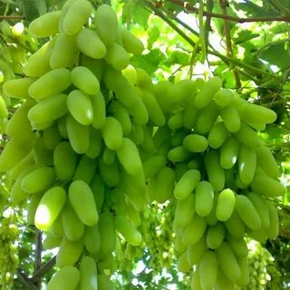 Виноград пальчики