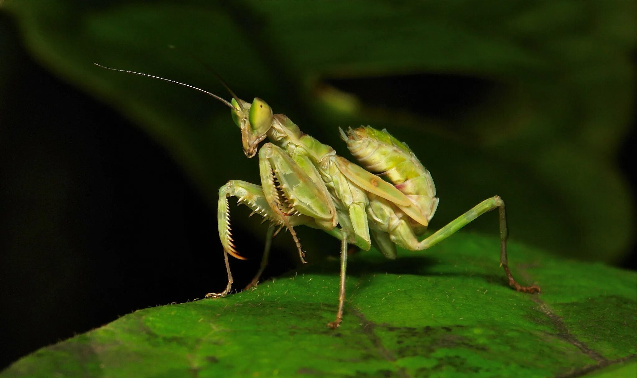 Богомолов жук. Ischnomantis Gigas богомол. Богомол Мантис макро. Жук богомол фото. Богомол против кузнечика.