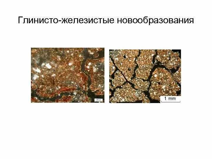 Глинистый 7. Почвенные новообразования и включения. Железистые новообразования в почвах. Структура глинистых пород. Карбонатные новообразования в почве.