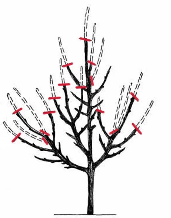 Обрезка яблонь подмосковье. Обрезка яблони весной. Обрезка яблони осенью. Подрезка яблонь весной. Правильно обрезать яблоню.