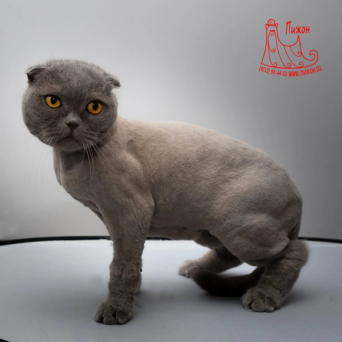 Clip Jobs: The Top 10 Weird and Bizarre Dog & Cat Haircuts Cat haircut, Cat groo