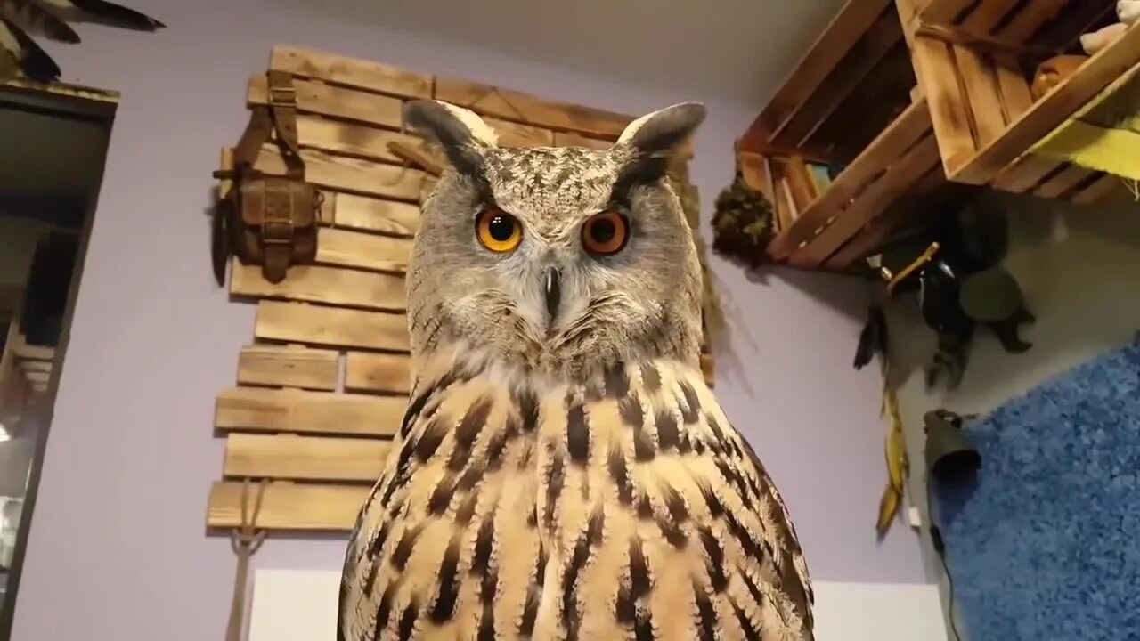 Ушастая сова ёль. С филином дзен. Хитрая сова. Белый филин по славянскому. Западноафриканский филин.