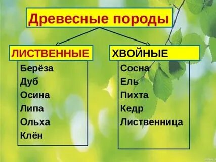 Клен лиственница