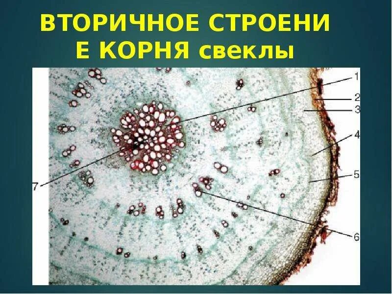 Срезы c