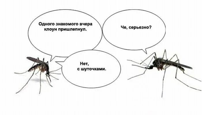 Что делать если ночью летает комар. Комар. прикольный комар. комар прикольные картинки. комар прикол.