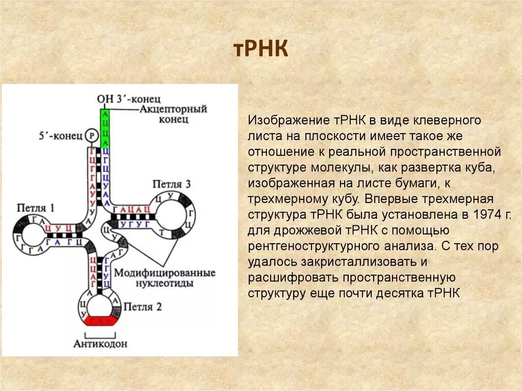 Функции d петли в ТРНК. Д петля ТРНК функция. Трехмерная структура ТРНК. Строение ТРНК Центральная петля.