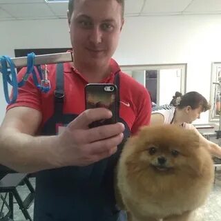 Груминг иваново для собак